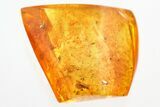 Fossil Hairy Fungus Beetle and Dark-Winged Fungus Gnat in Baltic Amber #328161-1